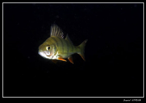 Pearch in the Duzillet :-D by Daniel Strub 